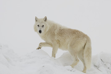 Image showing Gray Wolf