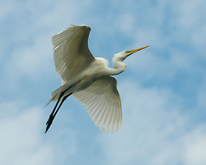 Image showing Great Egret, Ardea alba