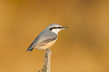 Image showing Eurasian Nuthatch, Sitta europaea