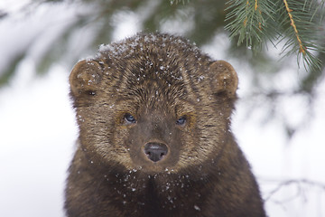 Image showing Fisher portrait 