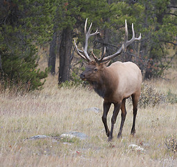 Image showing Bull Elk walking 