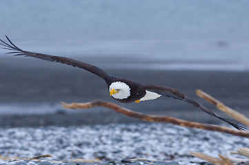 Image showing Alaskan Bald Eagle, Haliaeetus leucocephalus