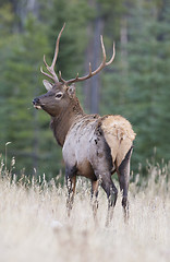 Image showing Bull Elk walking 