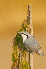 Image showing Eurasian Nuthatch, Sitta europaea