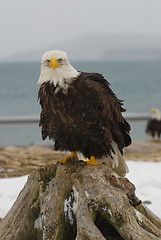 Image showing Alaskan Bald Eagle, Haliaeetus leucocephalus