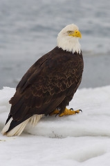 Image showing Alaskan Bald Eagle, Haliaeetus leucocephalus