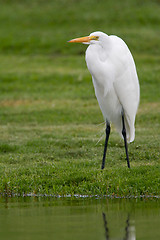 Image showing Great Egret, Ardea alba