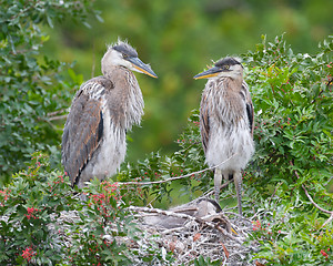 Image showing Great Blue Heron, Ardea herodias