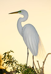 Image showing Great Egret, Ardea alba