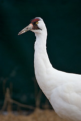 Image showing Critically Endangered Whooping Crane, Grus americana