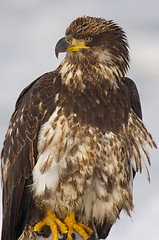 Image showing Young Alaskan Bald Eagle, Haliaeetus leucocephalus