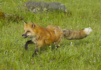 Image showing Red Fox walking