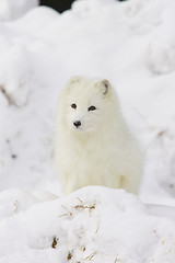 Image showing Arctic Fox in deep white snow