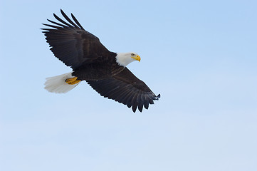 Image showing Alaskan Bald Eagle, Haliaeetus leucocephalus