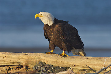 Image showing Alaskan Bald Eagle, Haliaeetus leucocephalus