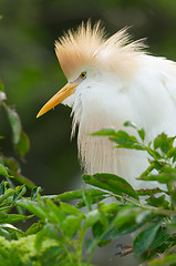 Image showing Cattle Egret, Bubulcus ibis