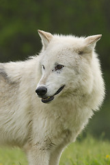 Image showing Gray Wolf portrait 