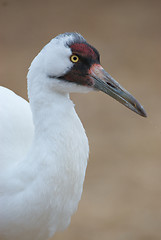 Image showing Critically Endangered Whooping Crane, Grus americana