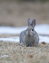 Image showing Mountain Cottontail 