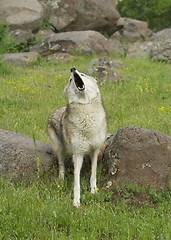 Image showing Coyote howling 