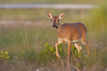 Image showing Endangered Key Deer walking 