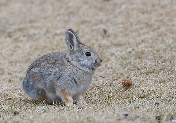 Image showing Mountain Cottontail 