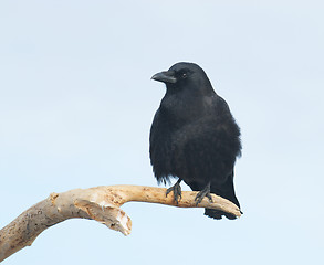 Image showing American Crow, Corvus brachyrhynchos