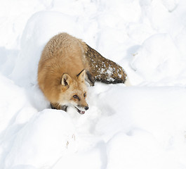 Image showing Red Fox walking