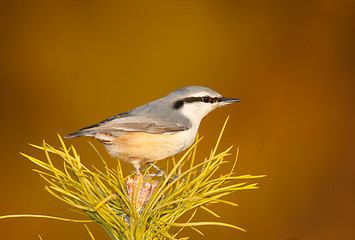 Image showing Eurasian Nuthatch, Sitta europaea