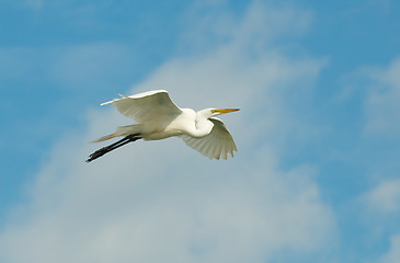 Image showing Great Egret, Ardea alba