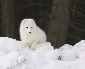 Image showing Arctic Fox in deep white snow