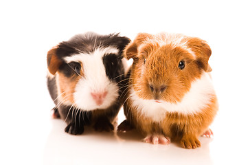 Image showing baby guinea pigs