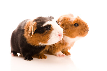 Image showing baby guinea pigs