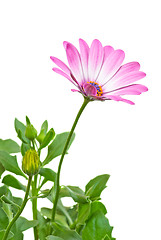 Image showing Pink arctotis flower