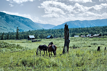 Image showing Horse in countryside