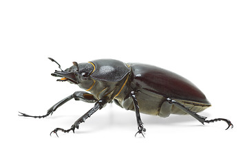 Image showing Female stag beetle
