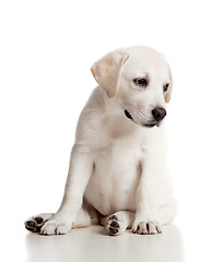 Image showing Labrador baby