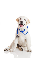 Image showing Veterinarian dog