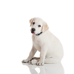 Image showing Labrador Retriever Puppy