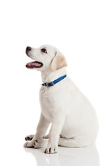 Image showing Labrador Retriever Puppy