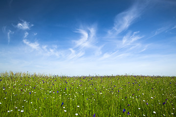 Image showing Green meadow