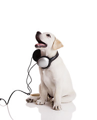 Image showing Dog listening to music