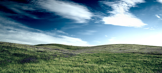 Image showing Green meadow