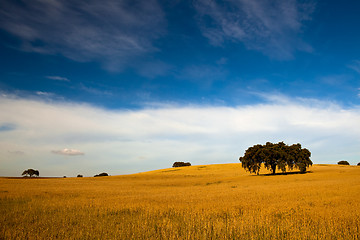 Image showing Yellow wheat field