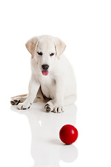 Image showing Labrador Puppy playing