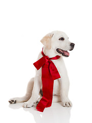 Image showing Labrador Retriever Puppy