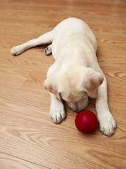 Image showing Labrador Puppy playing