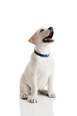 Image showing Labrador Retriever Puppy