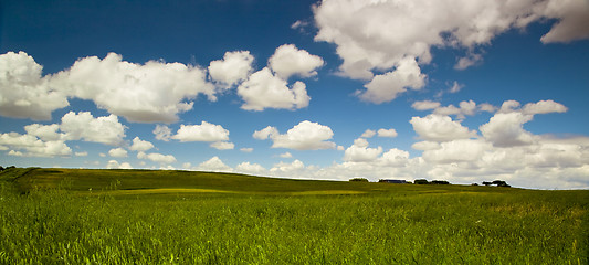 Image showing Green meadow