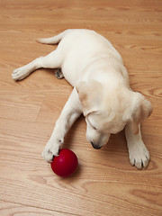 Image showing Labrador Puppy playing